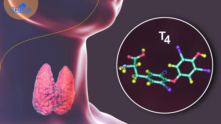 تصویری از غده تیروئید و ساختار شیمیایی هورمون T4