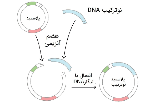 جهش ساختار دی ان ای (DNA)