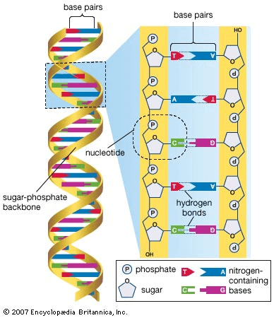 ساختار دی ان ای (DNA)