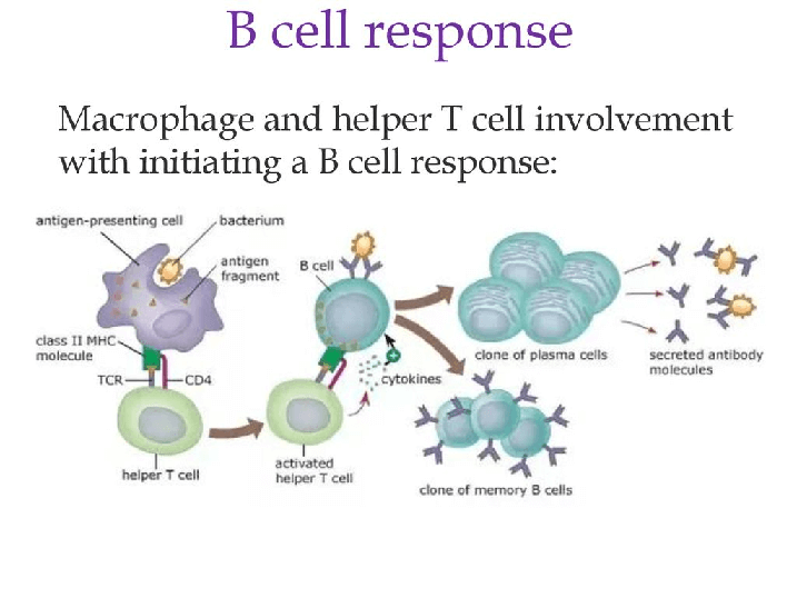 واکنش سلول b