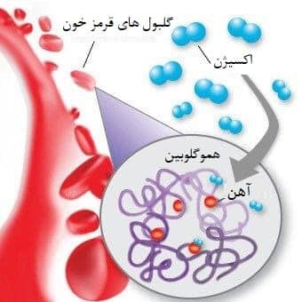 جایگاه آهن در ساختار سلول های خونی