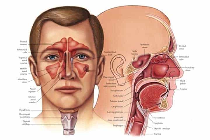 تخصص گوش، حلق و بینی (اتولارینگولوژی) چیست؟ - درمانکده