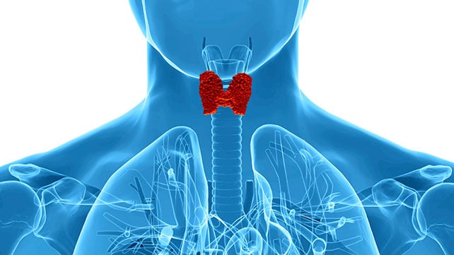 تیروئید غده‌ای پروانه‌ای شکل بوده و ترشح کننده هورمون های تیروئید است که در جلوی گردن قرار دارد.