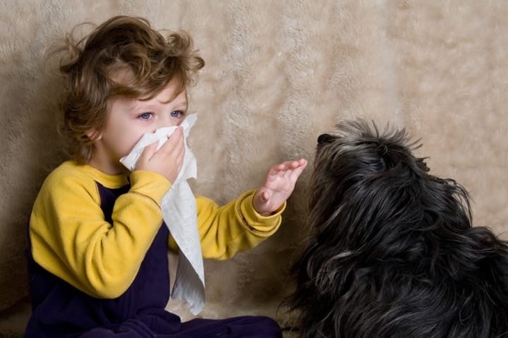 رینیت آلرژیک اغلب علائم سرماخوردگی را تقلید می‌کند.