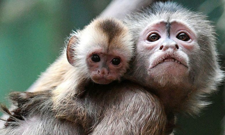 بیماری آبله میمونی چیست؟