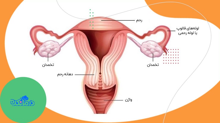 اینفوگرافیک رحم