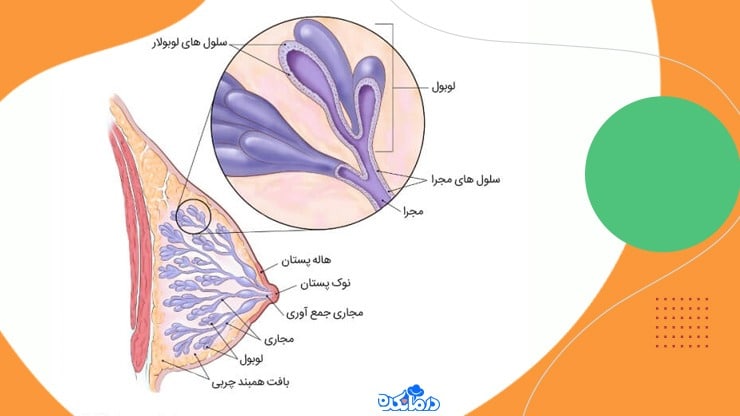 اینفوگرافیک سینه