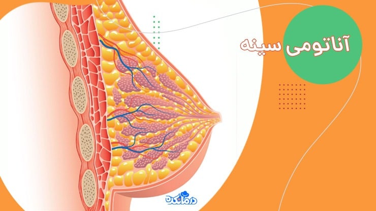 آناتومی سینه