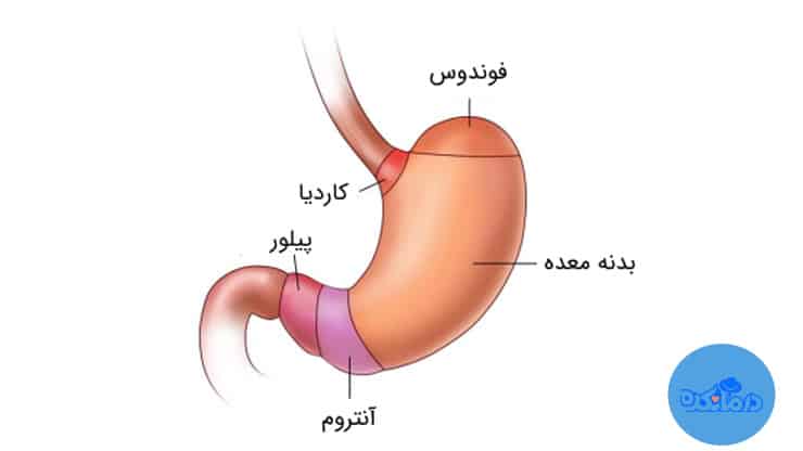 فوندوس معده