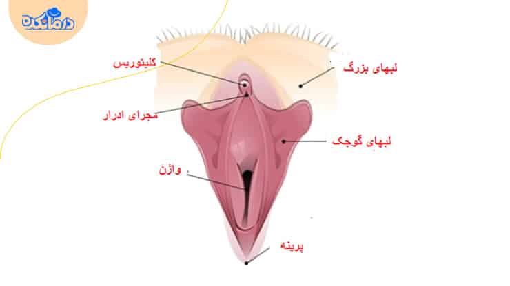 آناتومی واژن
