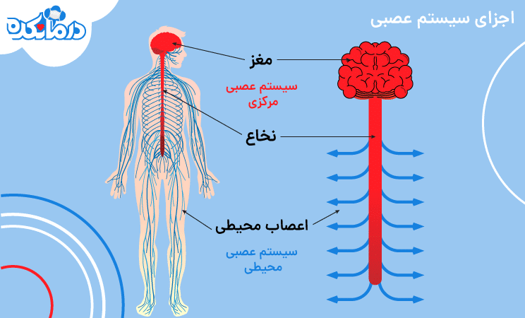 اجزای سیستم عصبی