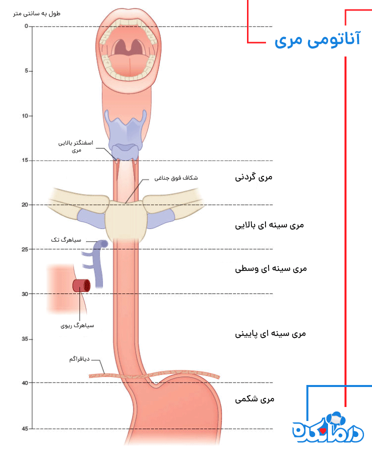 آناتومی مری