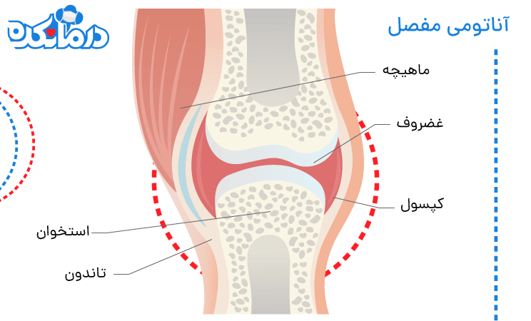 آناتومی مفصل