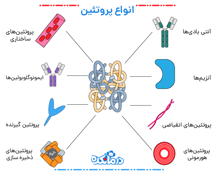 انواع پروتئین