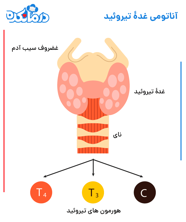 آناتومی غده تیروئید