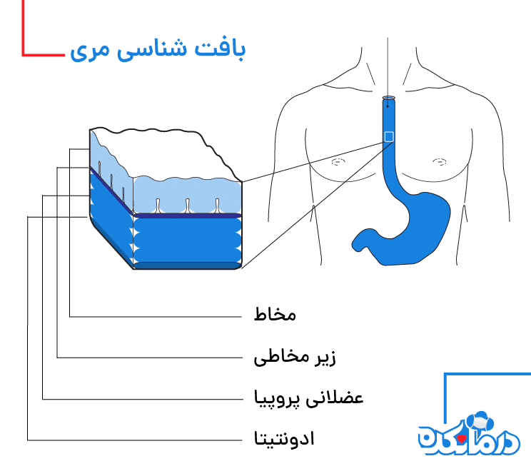 بافت شناسی مری