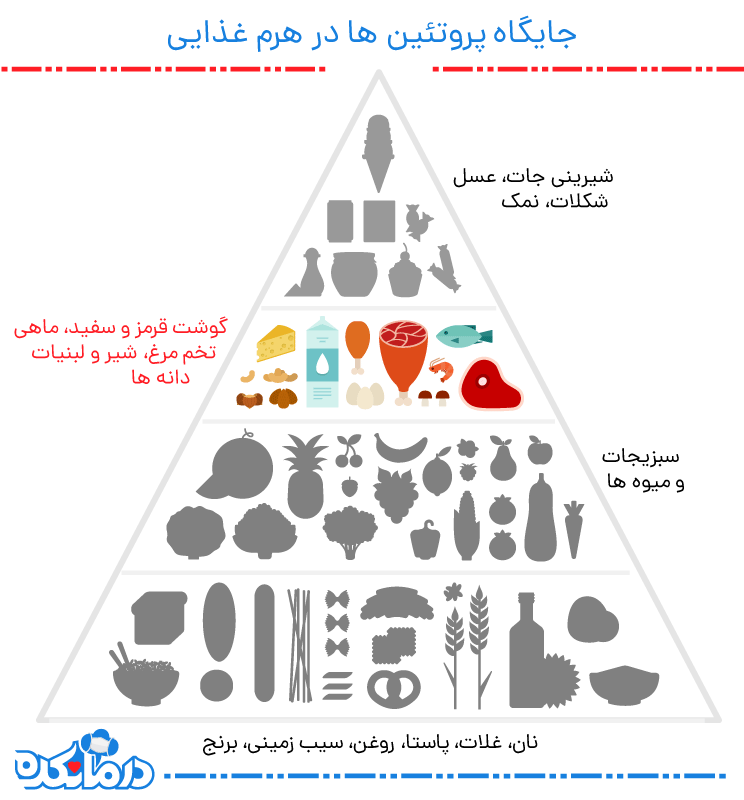 جایگاه پروتئین ها در هرم غذایی