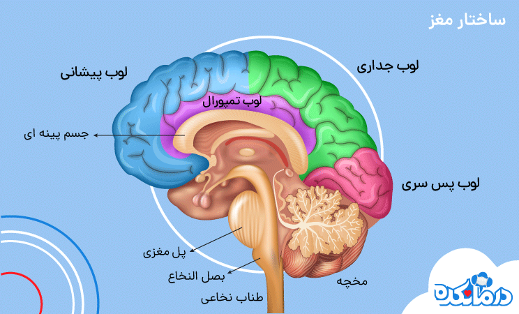 لوب های مغزی