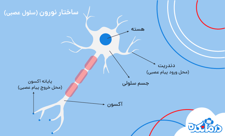 ساختار نورون