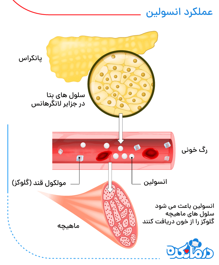 عملکرد انسولین