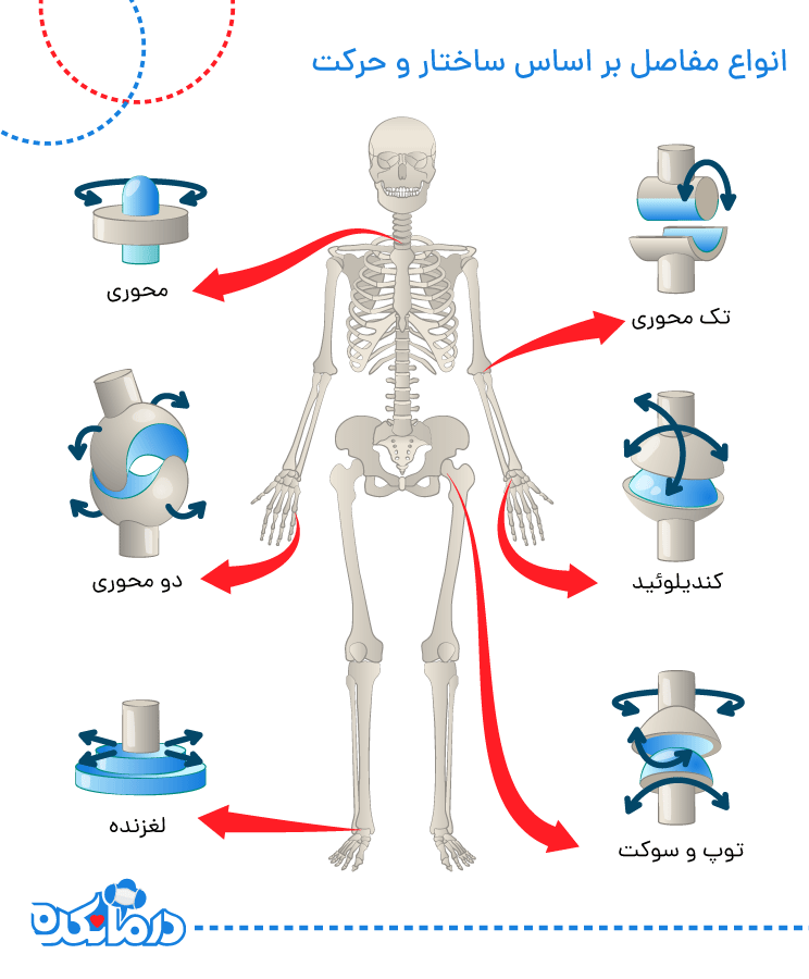 انواع مفاصل از نظر ساختار و حرکت