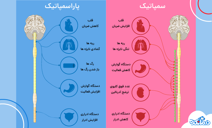 سیستم عصبی سمپاتیک و سیستم عصبی پاراسمپاتیک