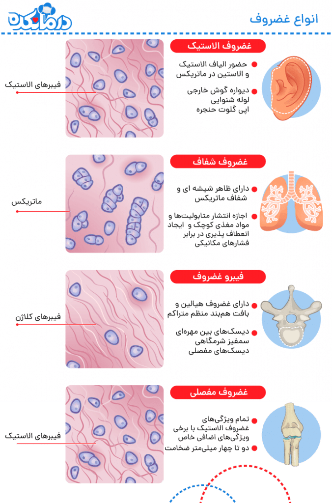 انواع غضروف