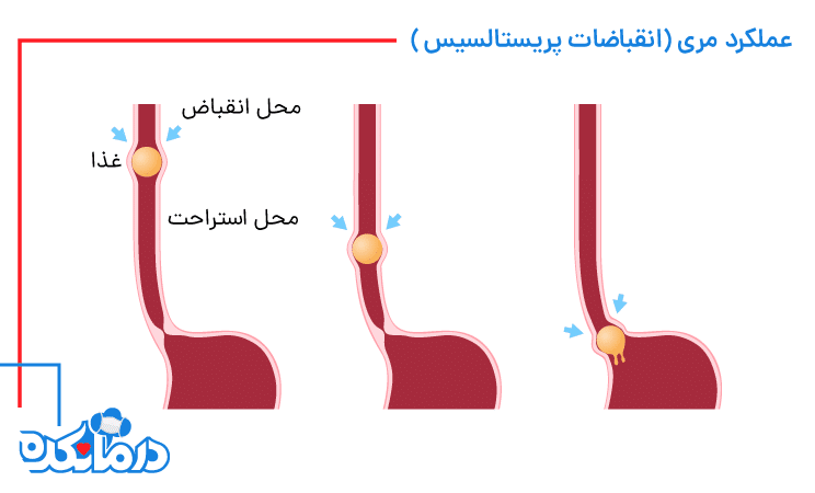 عملکرد مری