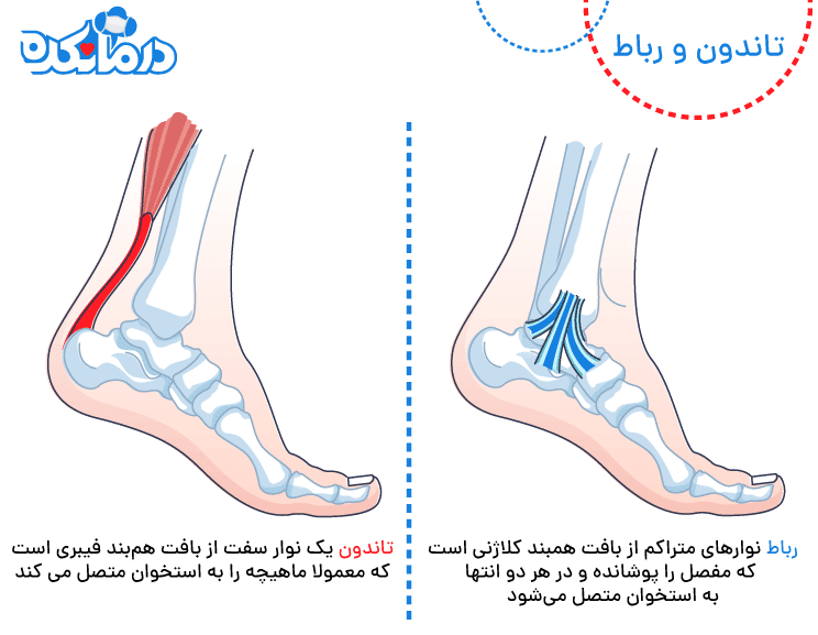 آناتومی تاندون و رباط