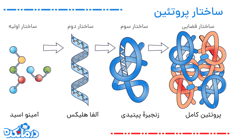 ساختار پروتئین