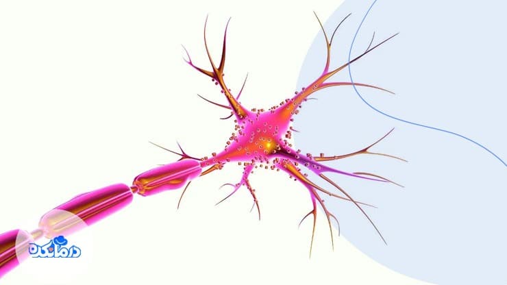 تصویر نورون ها، دندریت ها و آکسون ها