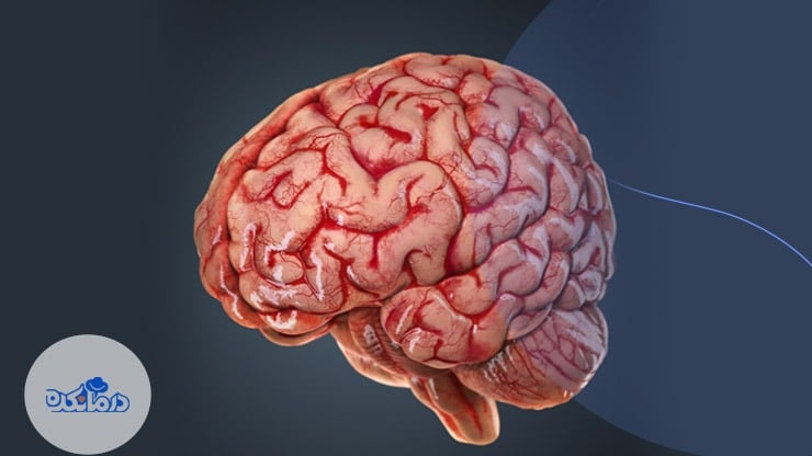 نمایی کامل از مغز انسان