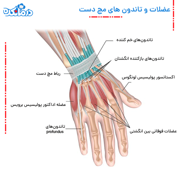 تصویری از تاندون آناتومی مچ دست