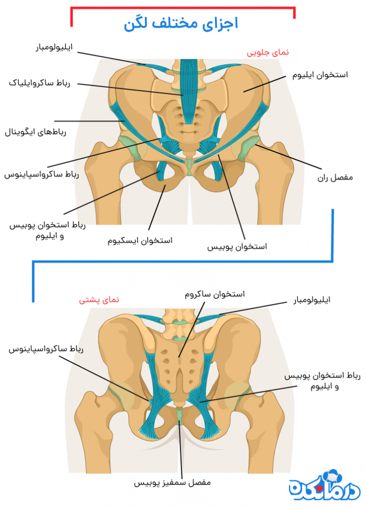 نمایی از رباط لگن