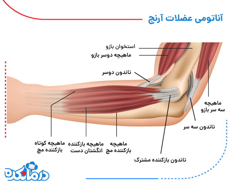 تصویری از عضلات و تاندون های آرنج