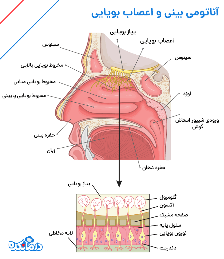 نمایی از آناتومی بینی