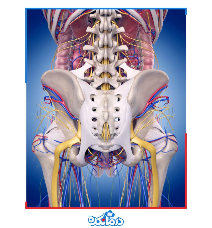 تصویری از عصب های وصل شده به لگن