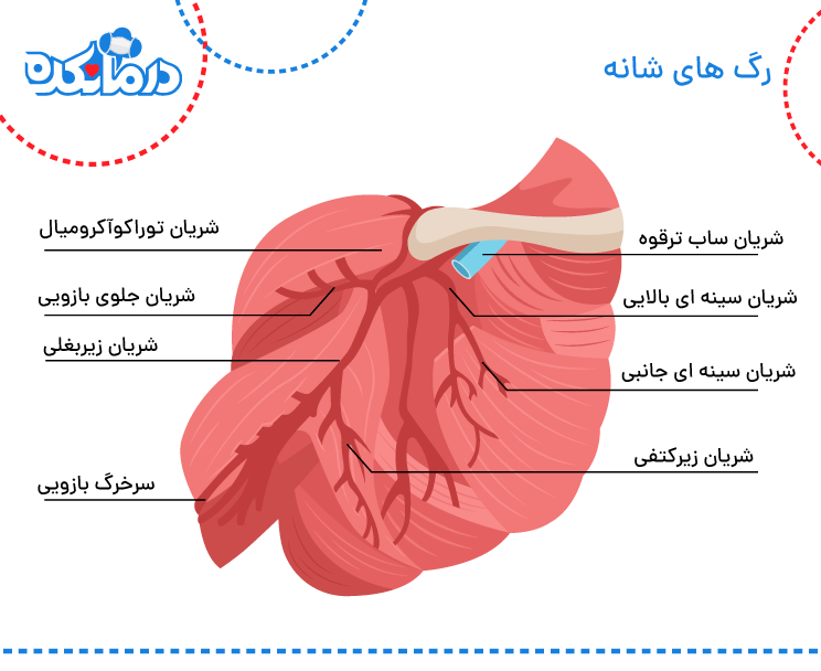 تصویری از رگ های شانه