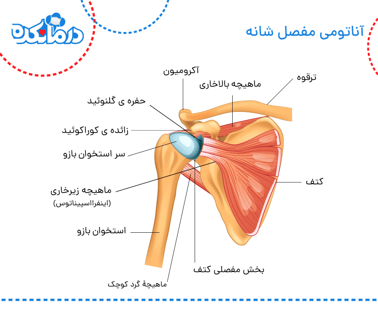 تصویری از آناتومی مفصل شانه