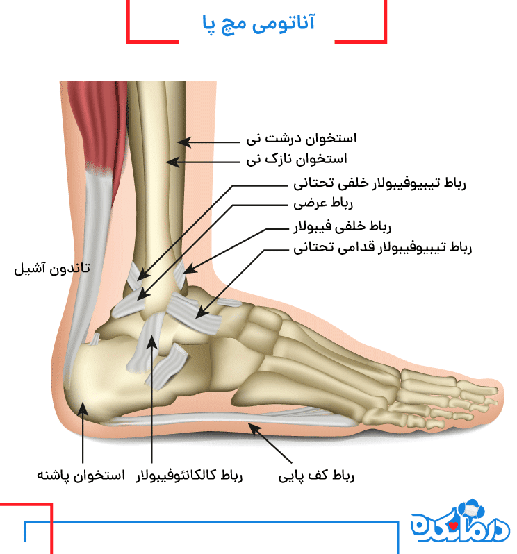 تصویری از رباط مچ پا