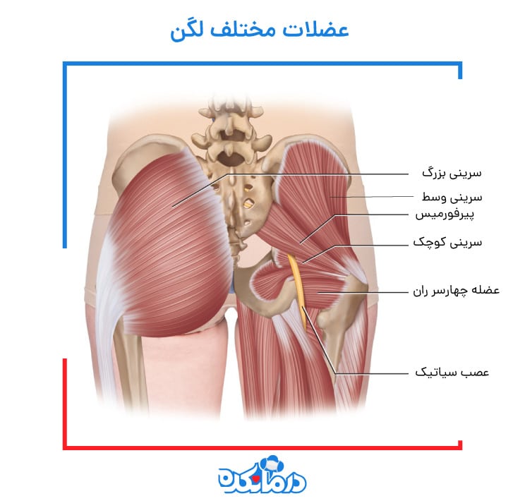 تصویر عضلات لگن