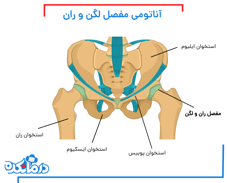 آناتومی مفصل لگن و ران