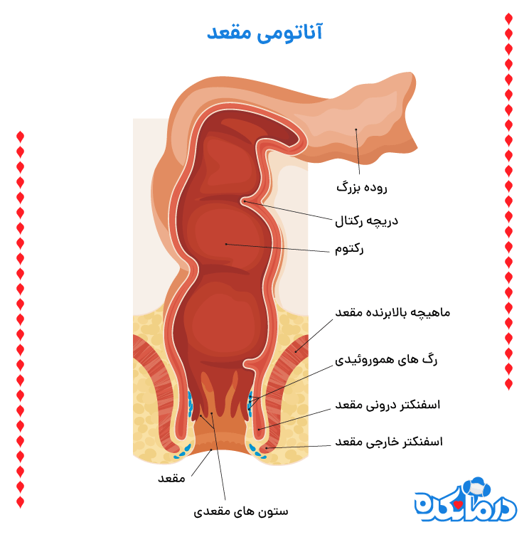 آناتومی مقعد