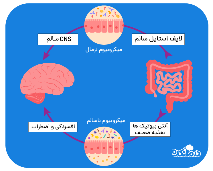 ارتباط روده و مغز