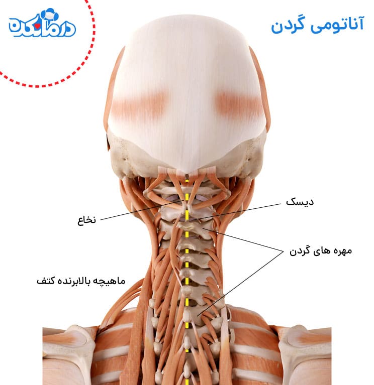آناتومی مهره ها و عضلات گردن