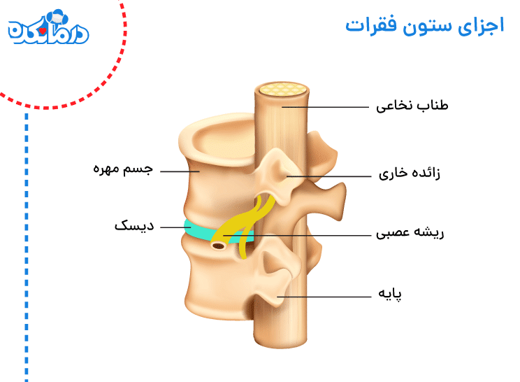 اجزای ستون مهره ها