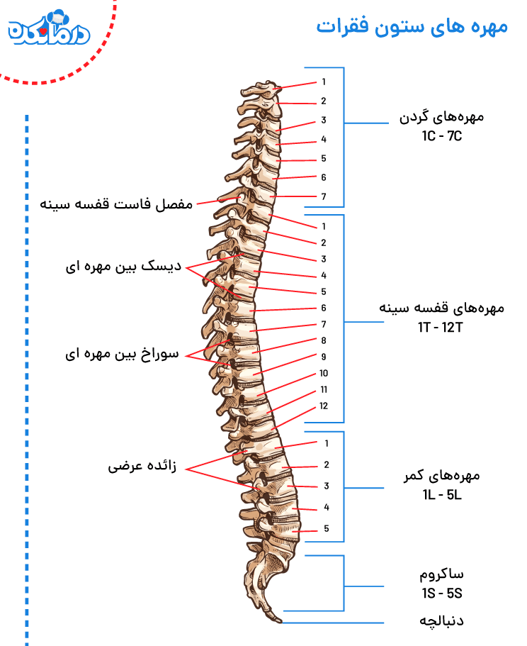 مهره های ستون فقرات و شمارش آن ها