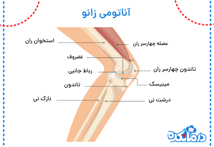 نمای گرافیکی از مفصل زانو در آسیب‌های زانو