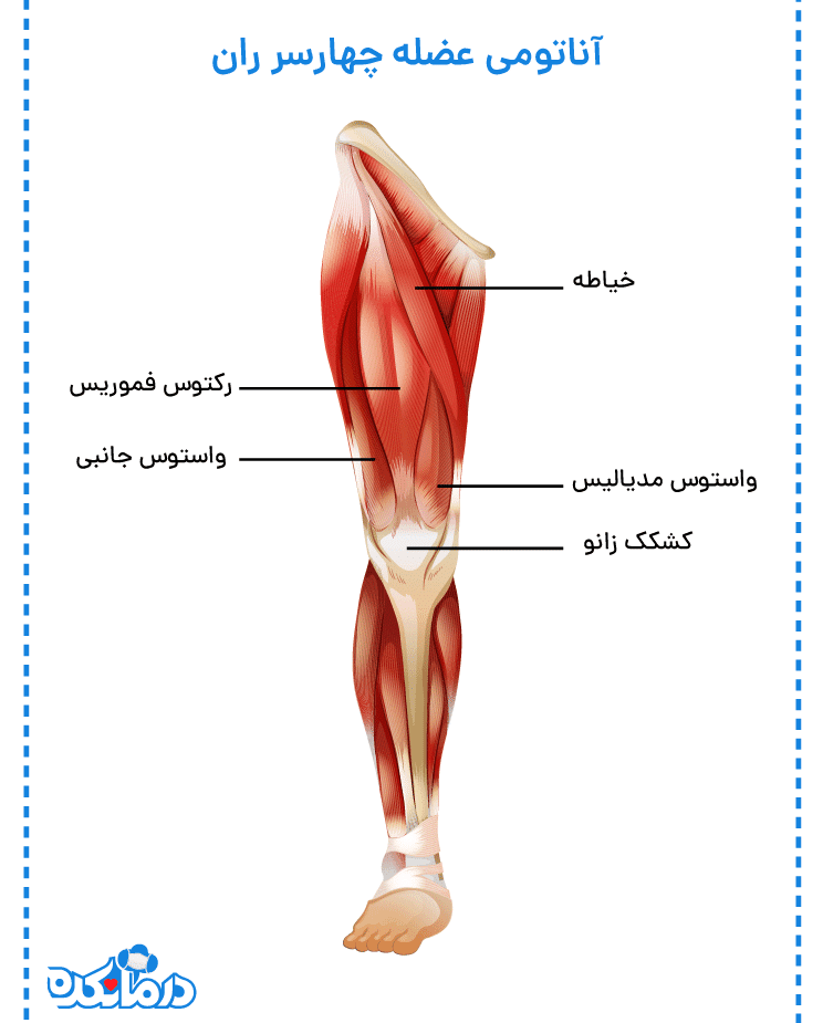 تصویری از عضلات 4 سر ران