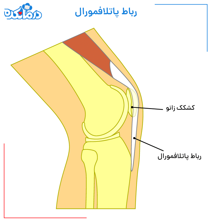 تصویری از رباط پاتلا فمورال در زانو